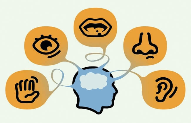 الأجهزة الحسية بجسم الإنسان و وظائفها
