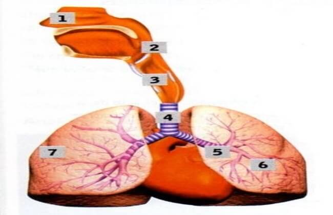 أعضاء الجهاز التنفسي